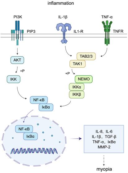 Int J Med Sci Image