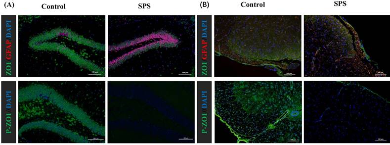 Int J Med Sci Image