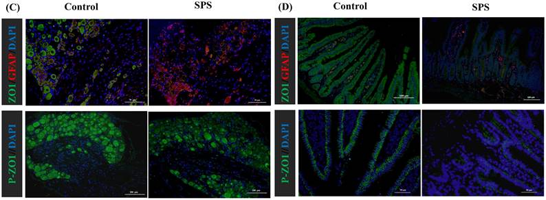 Int J Med Sci Image