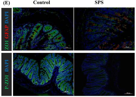 Int J Med Sci Image