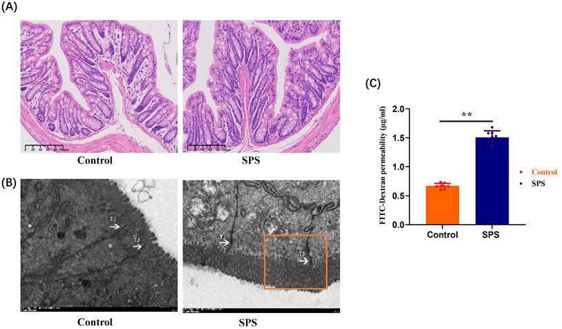 Int J Med Sci Image