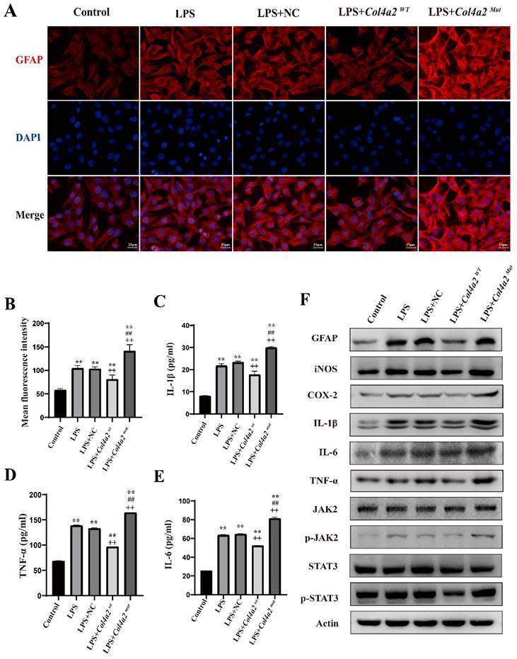 Int J Med Sci Image