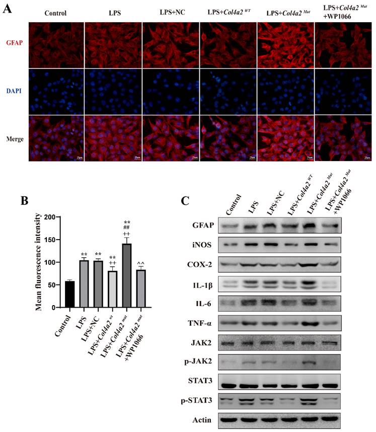 Int J Med Sci Image