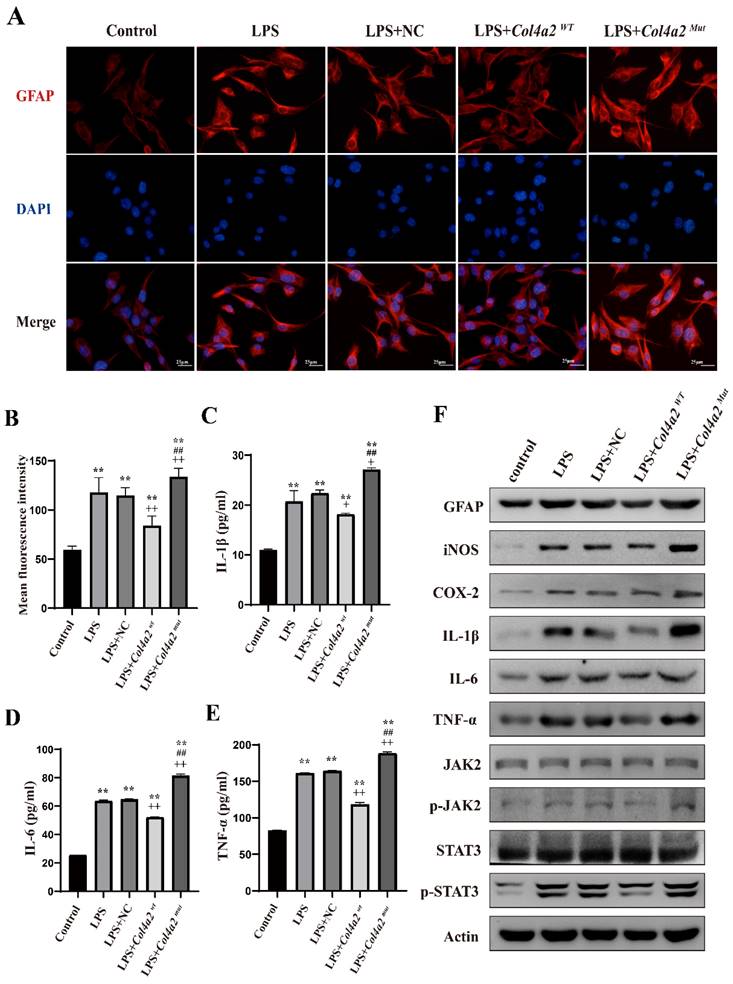 Int J Med Sci Image