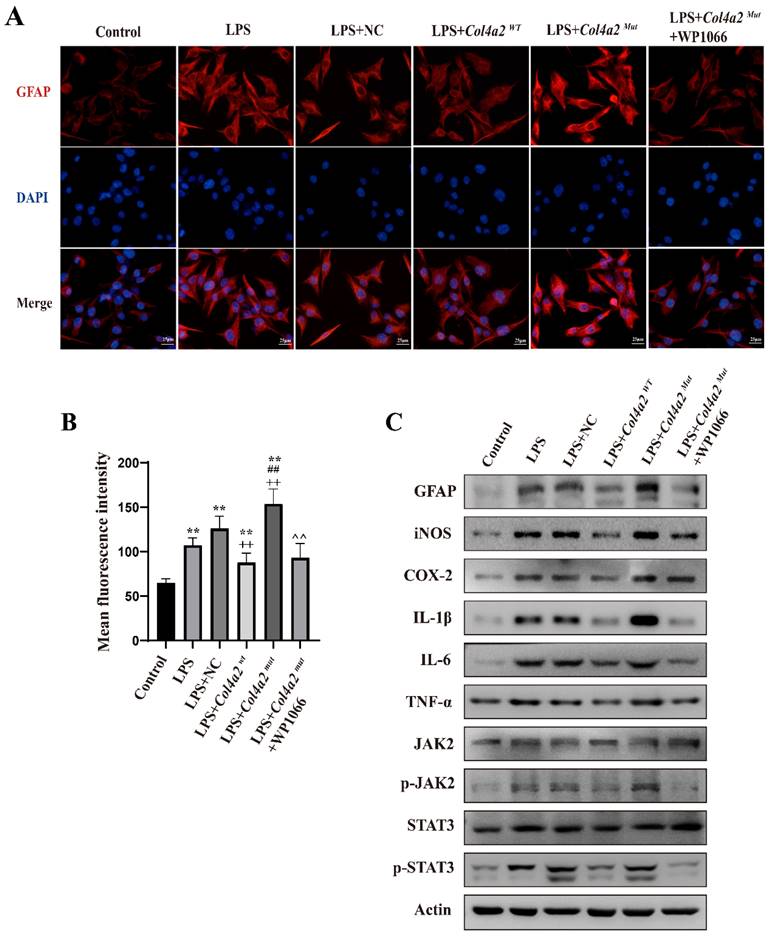 Int J Med Sci Image