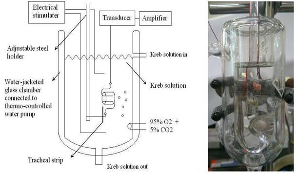 Int J Med Sci Image