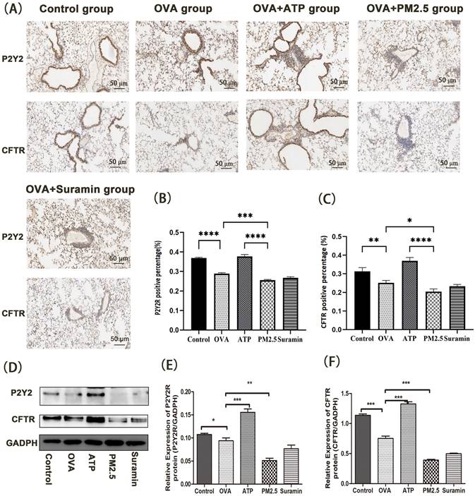 Int J Med Sci Image