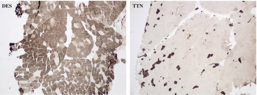 Int J Med Sci Image