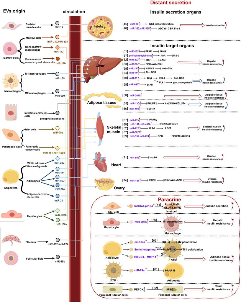 Int J Med Sci Image