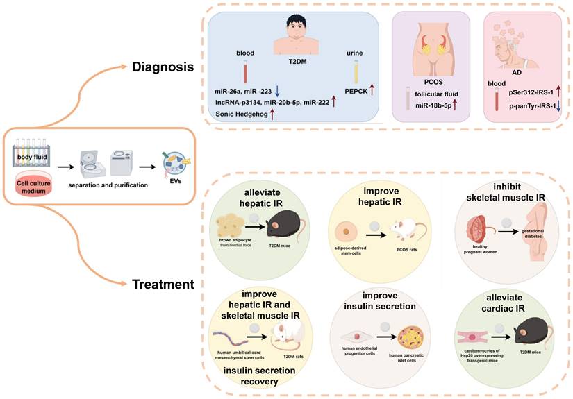 Int J Med Sci Image