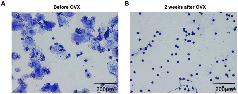 Int J Med Sci Image