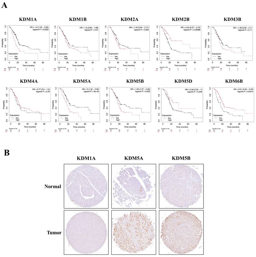 Int J Med Sci Image