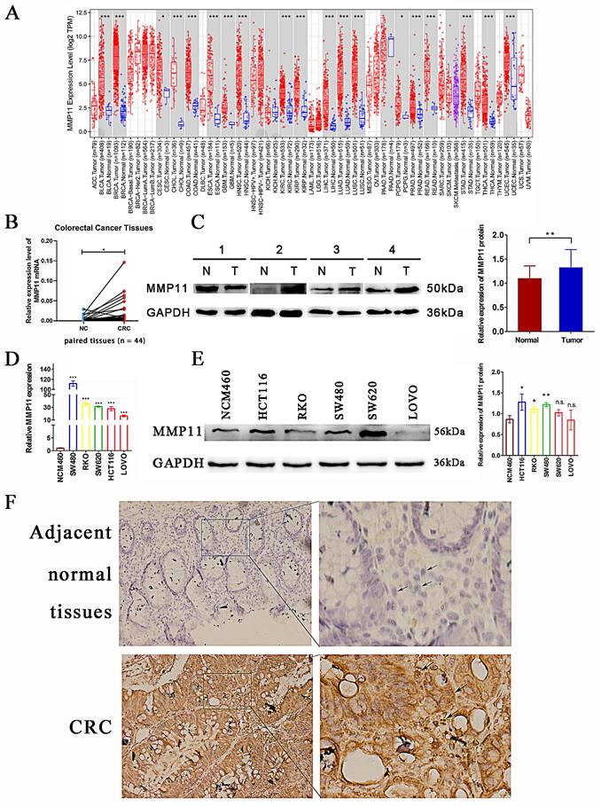 Int J Med Sci Image
