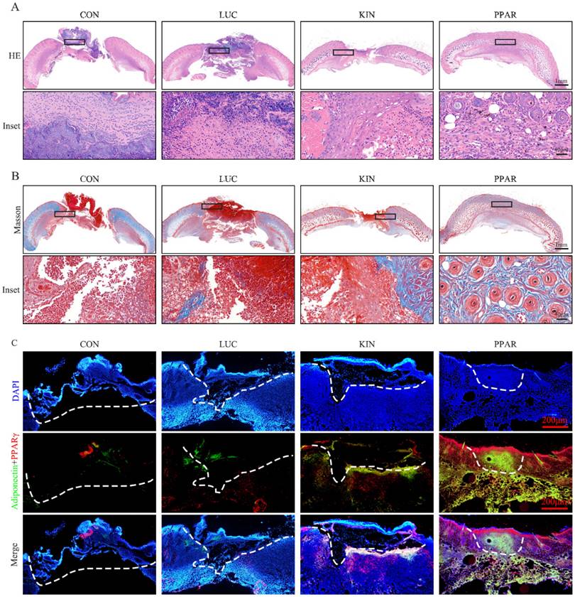 Int J Med Sci Image