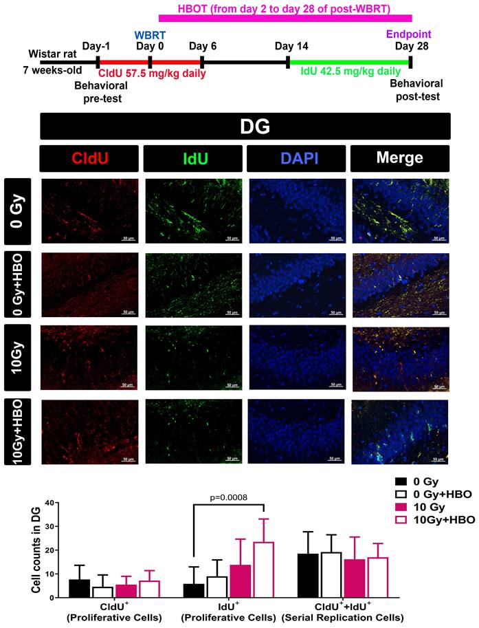 Int J Med Sci Image