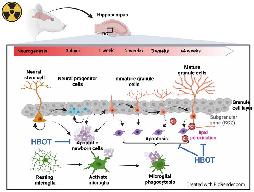 Int J Med Sci Image