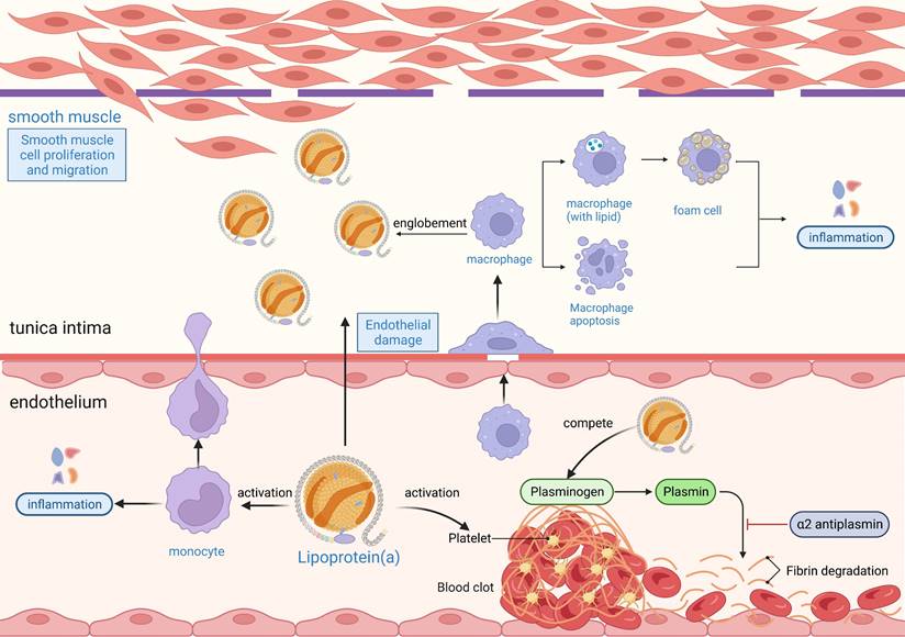 Int J Med Sci Image