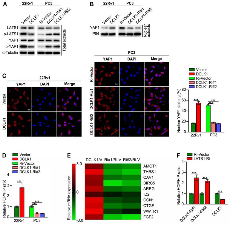 Int J Med Sci Image