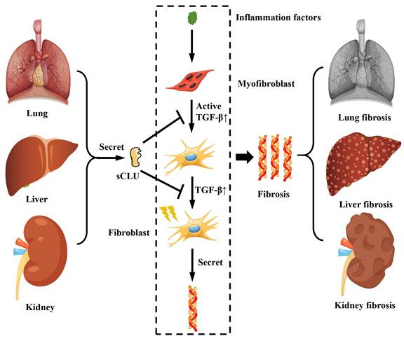 Int J Med Sci Image
