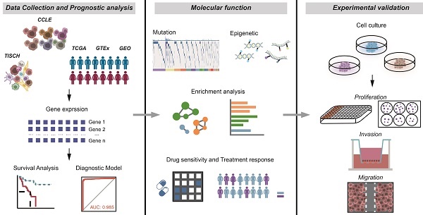 © The Author. International Journal of Medical Sciences Graphic abstract