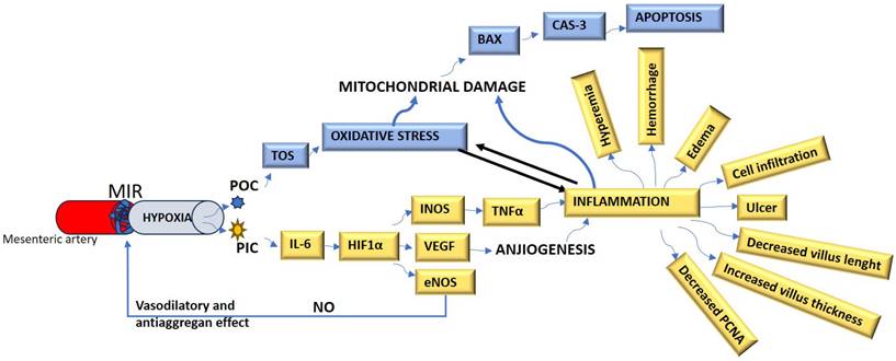 Int J Med Sci Image