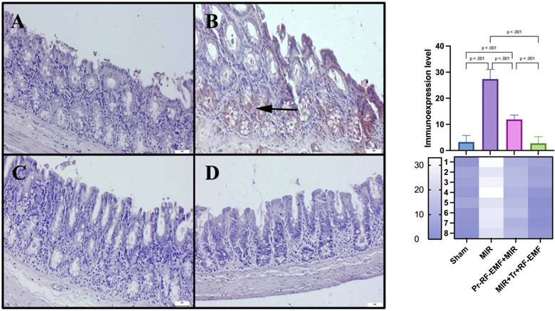 Int J Med Sci Image