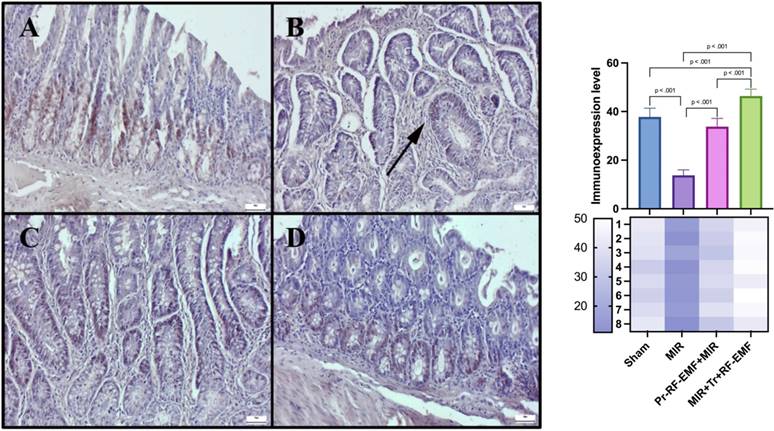 Int J Med Sci Image