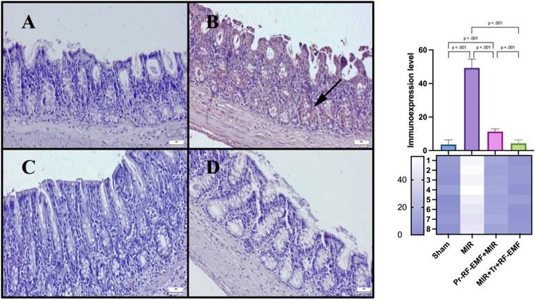 Int J Med Sci Image