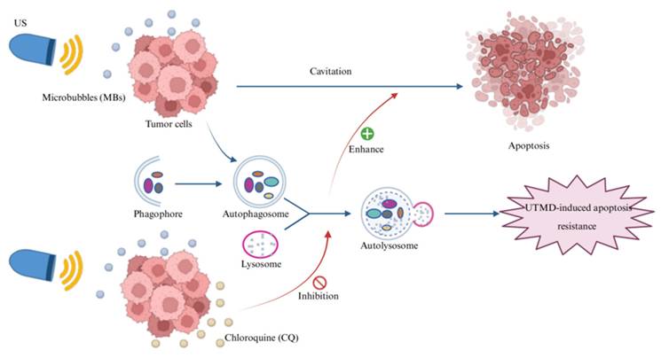 Int J Med Sci Image