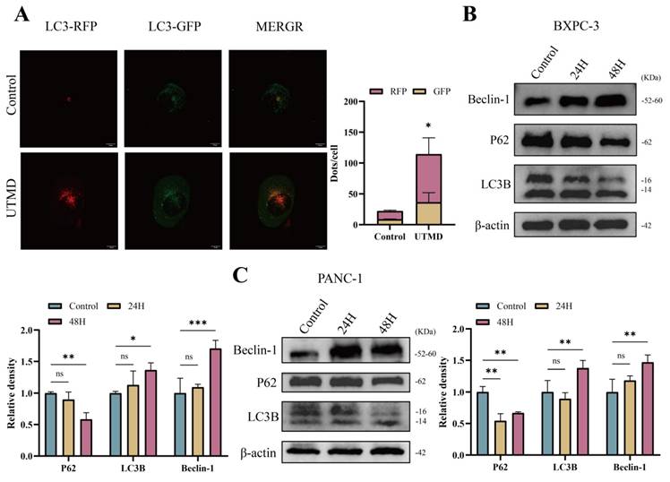 Int J Med Sci Image