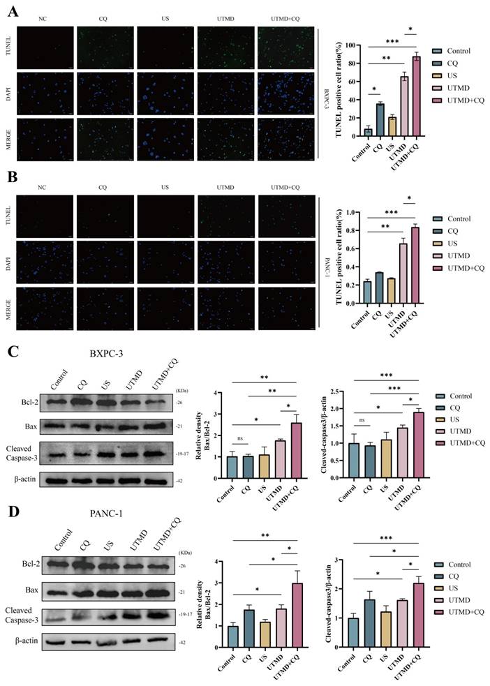 Int J Med Sci Image