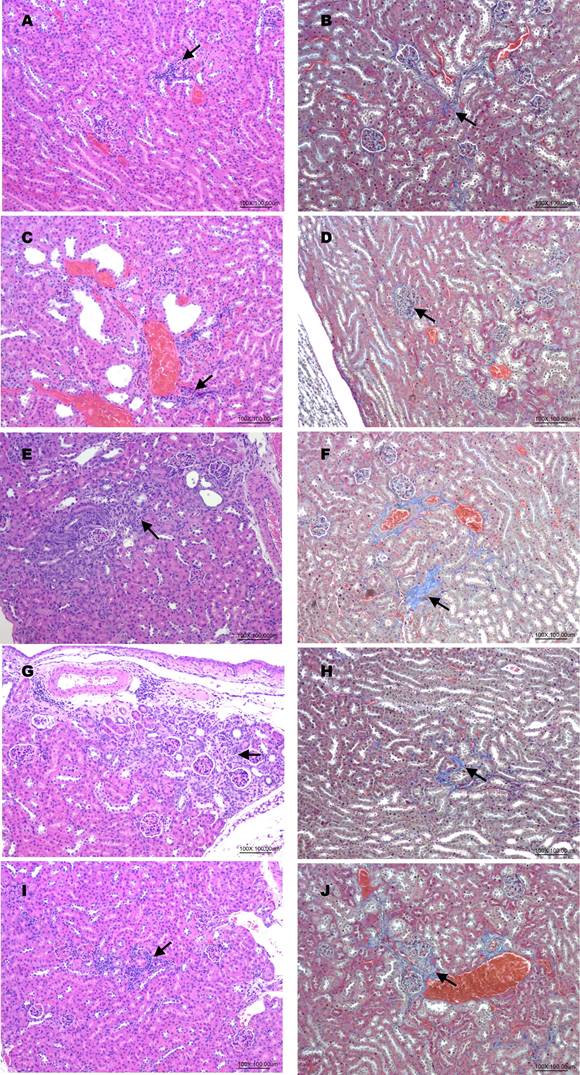 Int J Med Sci Image