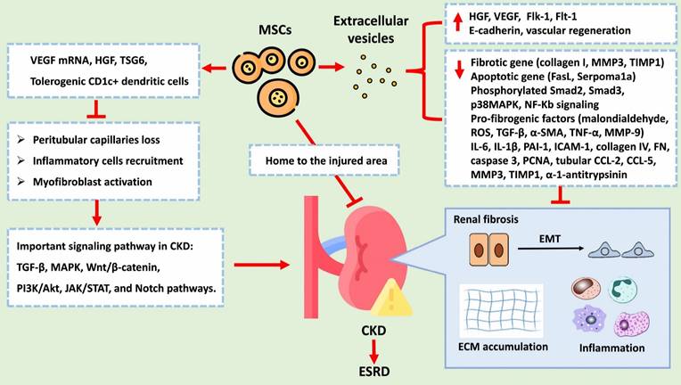 Int J Med Sci Image