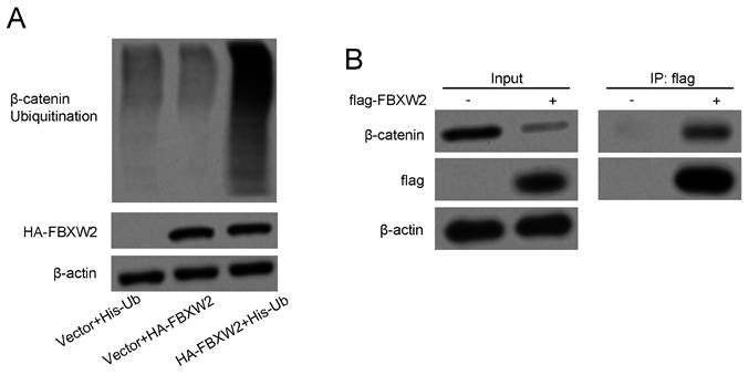 Int J Med Sci Image