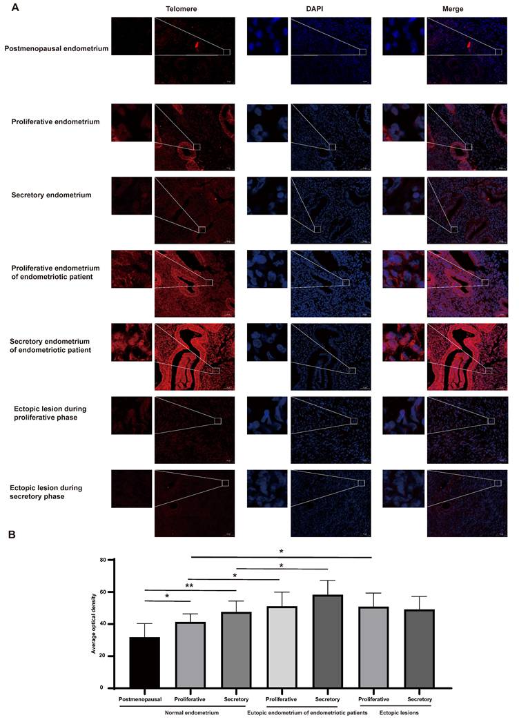 Int J Med Sci Image
