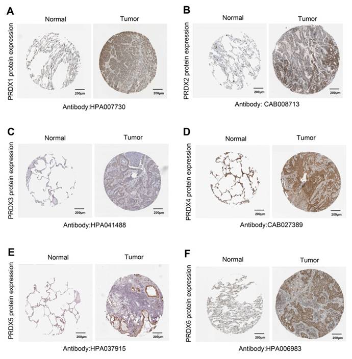 Int J Med Sci Image