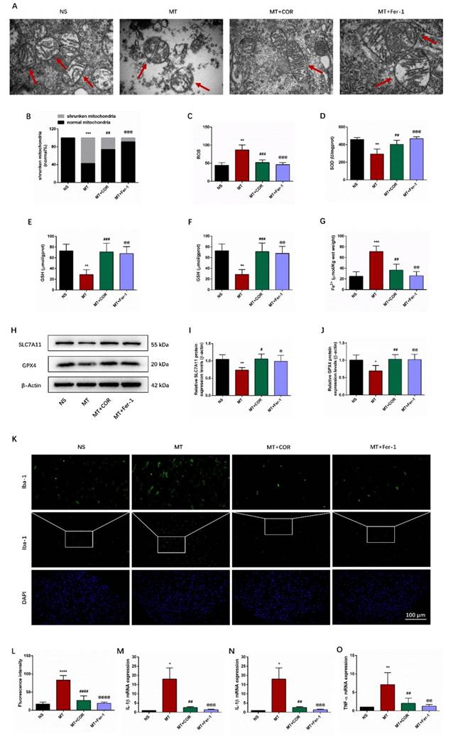 Int J Med Sci Image