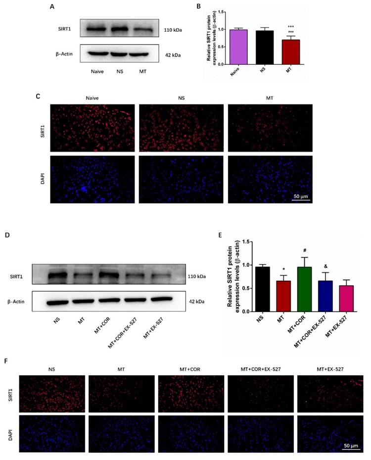 Int J Med Sci Image