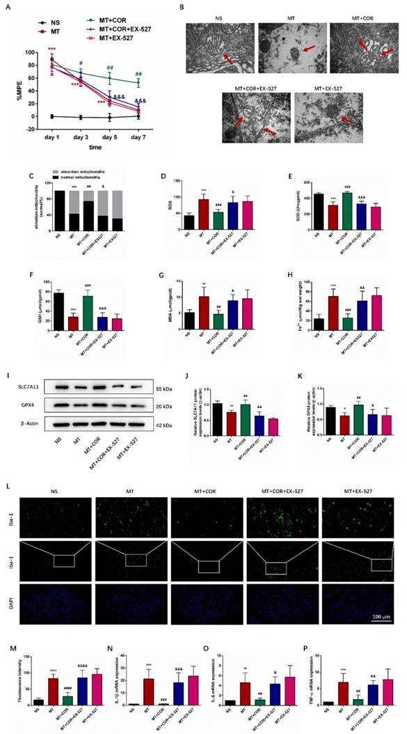 Int J Med Sci Image
