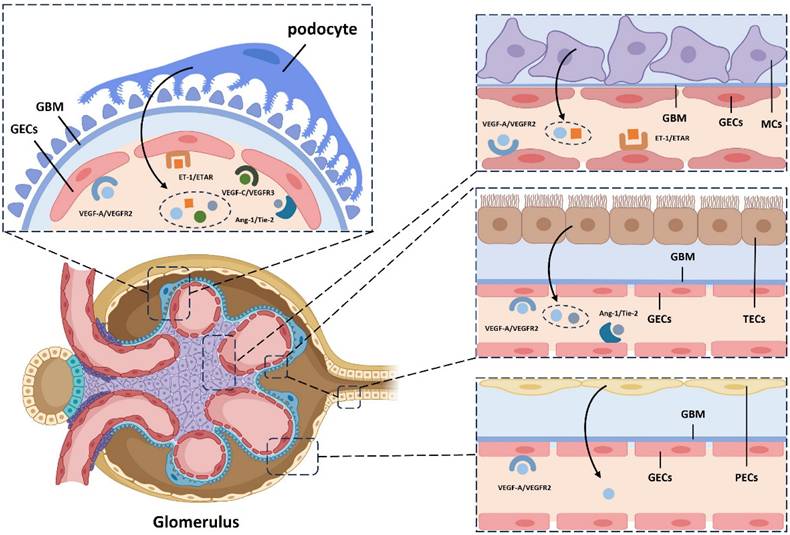 Int J Med Sci Image
