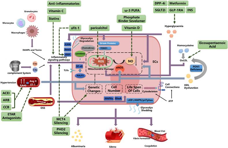 Int J Med Sci Image