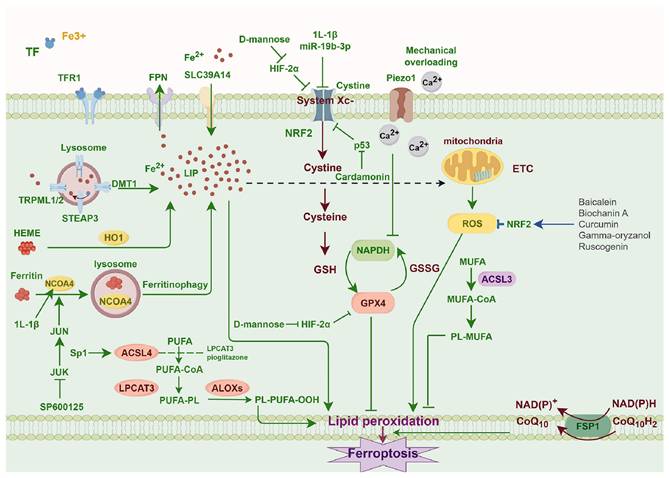 Int J Med Sci Image