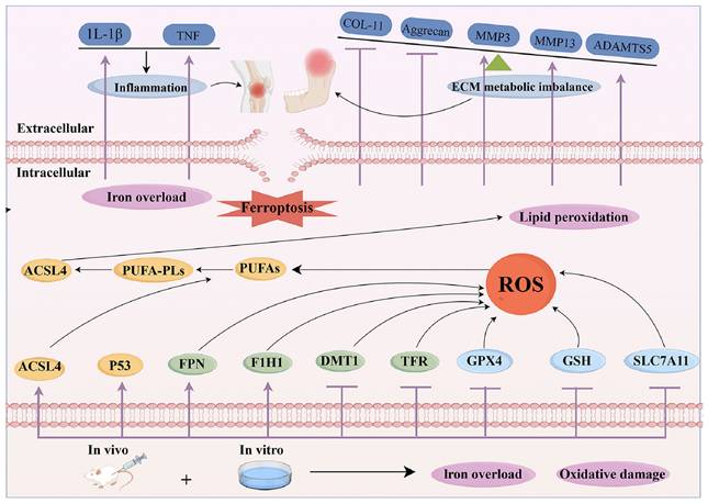 Int J Med Sci Image