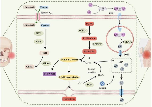Int J Med Sci Image