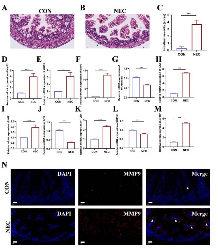 Int J Med Sci Image