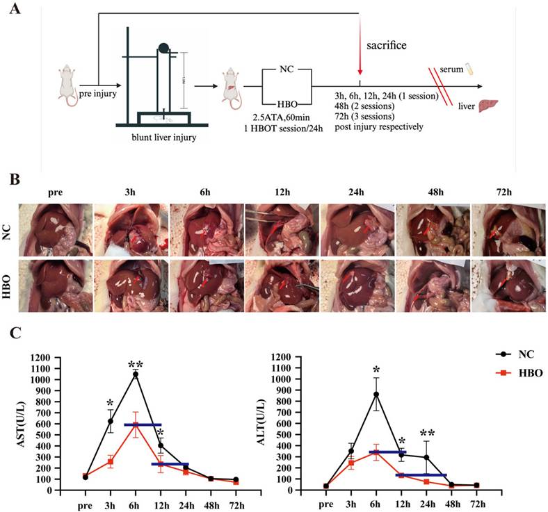 Int J Med Sci Image