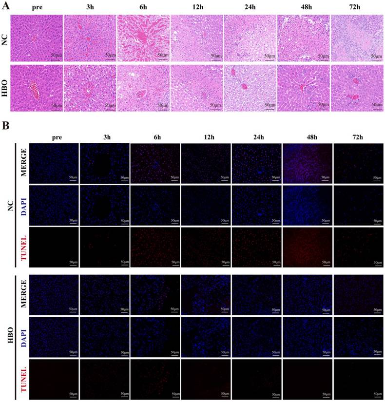 Int J Med Sci Image