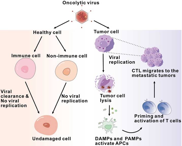 Int J Med Sci Image