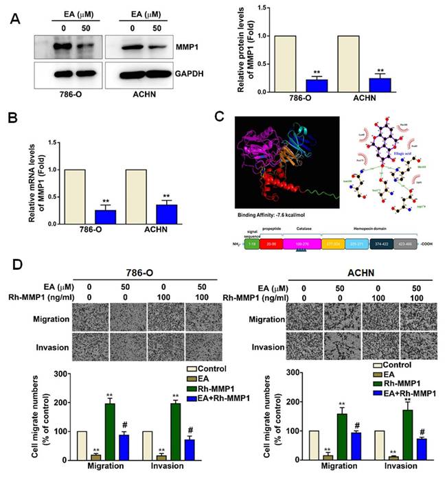 Int J Med Sci Image