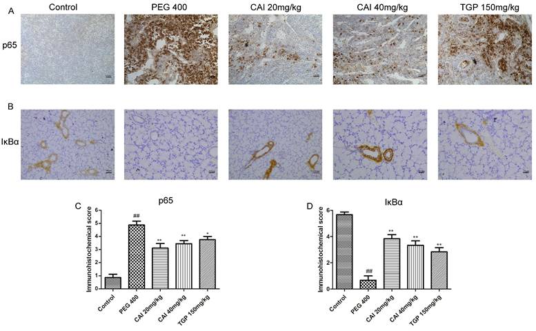 Int J Med Sci Image